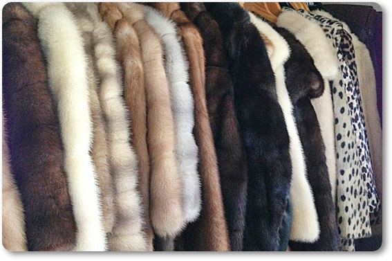 毛皮買取・石川県で高価買取・高額査定ならココがいい!